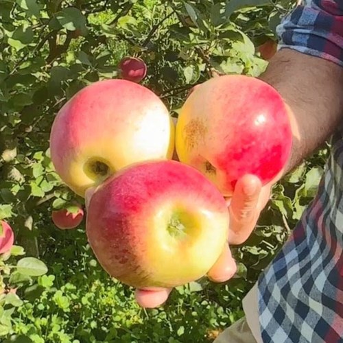 Яблоня КУЛИКОВСКОЕ в Самохваловичи