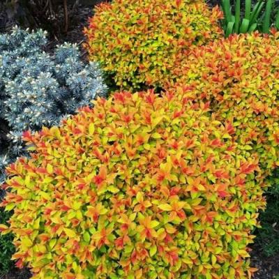 Низкорослая в Самохваловичи