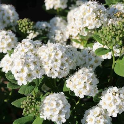 Березолистная в Самохваловичи