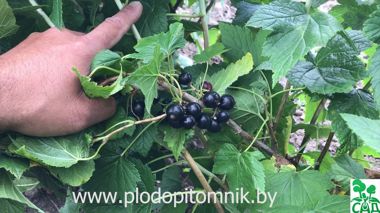 Превью видео