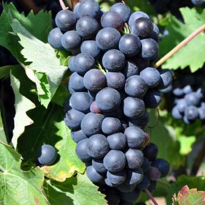 Круглый в Самохваловичи