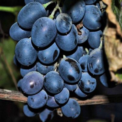 Синий в Самохваловичи