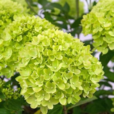 Зеленая в Самохваловичи