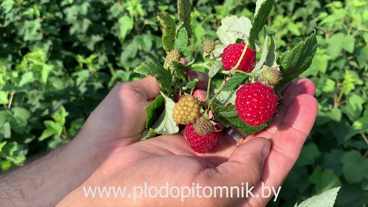 Превью видео