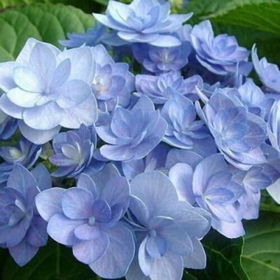 Голубая в Самохваловичи