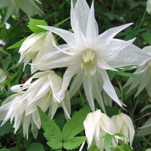 Княжик АЛЬБИНА ПЛЕНА белый махровый в Самохваловичи