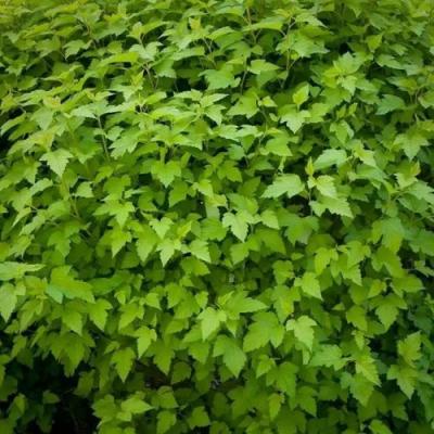 Зеленый в Самохваловичи