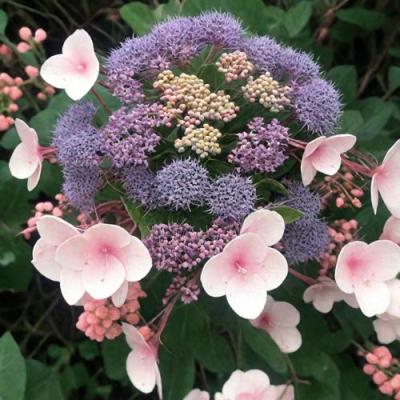 Шершавая в Самохваловичи