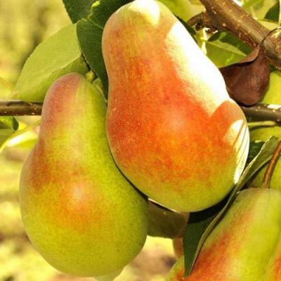 Красавица в Самохваловичи