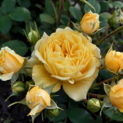 Роза флорибунда в Самохваловичи