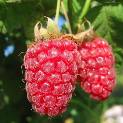 Крупная в Самохваловичи