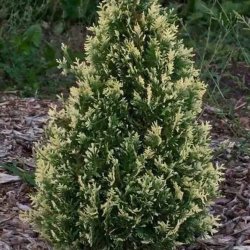 Туя БРАБАНТ ВАРИЕГАТТА западная в Самохваловичи