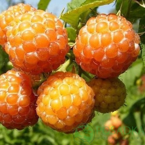 Малина КУМБЕРЛЕНД желтая в Самохваловичи
