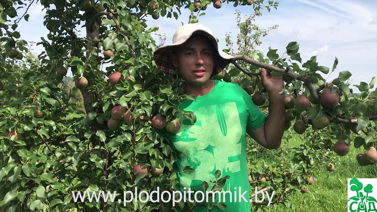 Превью видео