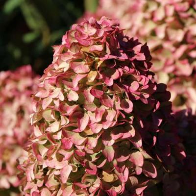 Мэджикал в Самохваловичи