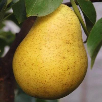 Крупная в Самохваловичи