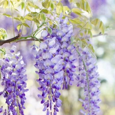 Глициния в Самохваловичи