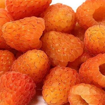 Оранжевая в Самохваловичи