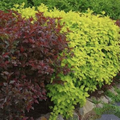 Калинолистный в Самохваловичи