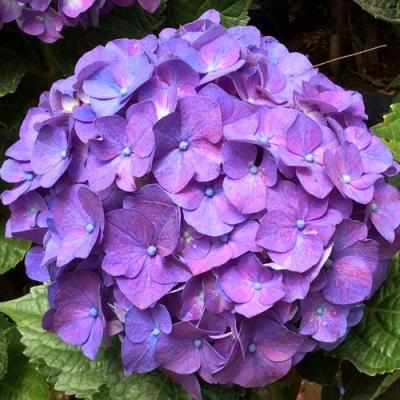 Фиолетовая в Самохваловичи