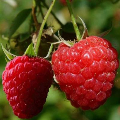 Кустовая в Самохваловичи