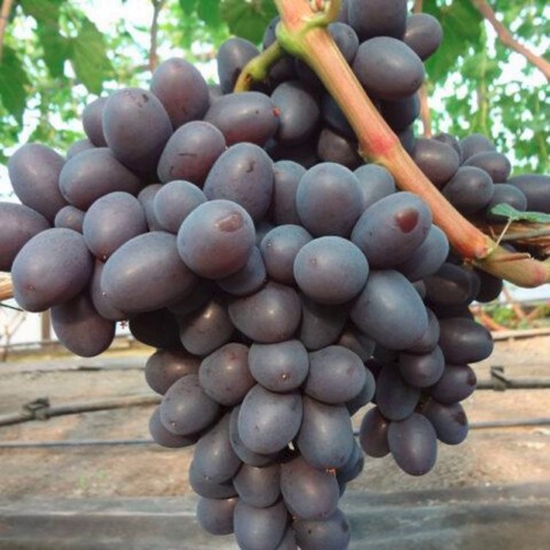 Виноград ПОДАРОК НЕСВЯТАЯ в Самохваловичи