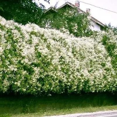 Фаллопия в Самохваловичи