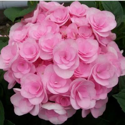 Махровая в Самохваловичи