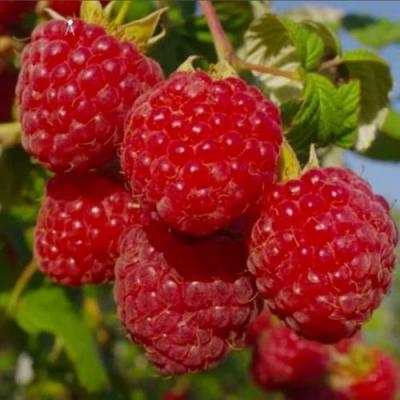 Ранняя в Самохваловичи