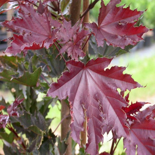 Клен КРИМСОН СЕНТРИ остролистный в Самохваловичи