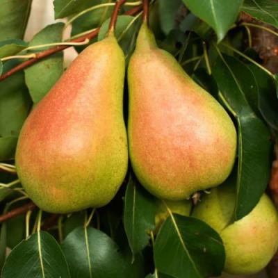 Сладкая в Самохваловичи