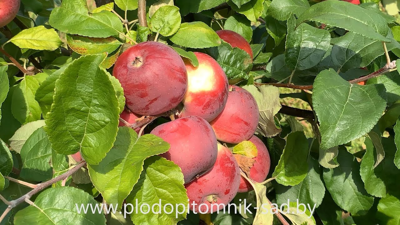 Превью видео