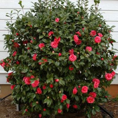 Камелия в Самохваловичи