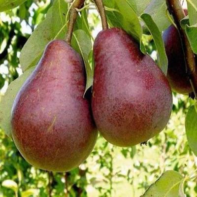 Красная в Самохваловичи