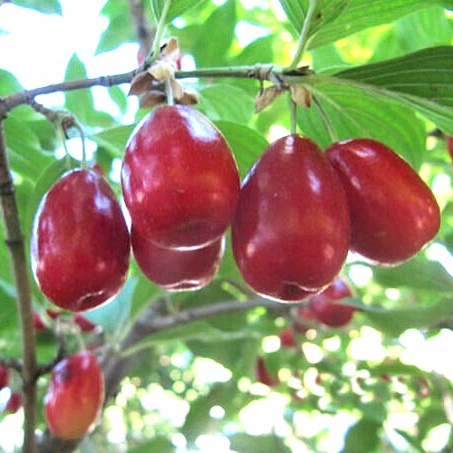 Кизил ЛУКЬЯНОВСКИЙ в Самохваловичи