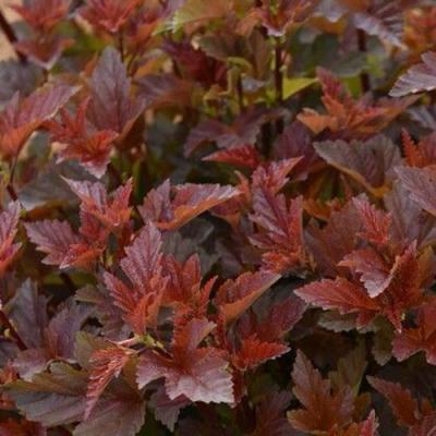 Красный в Самохваловичи