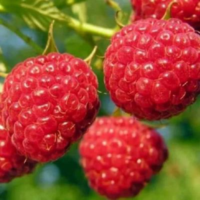 Поздняя в Самохваловичи