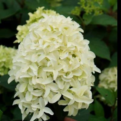 Средние в Самохваловичи