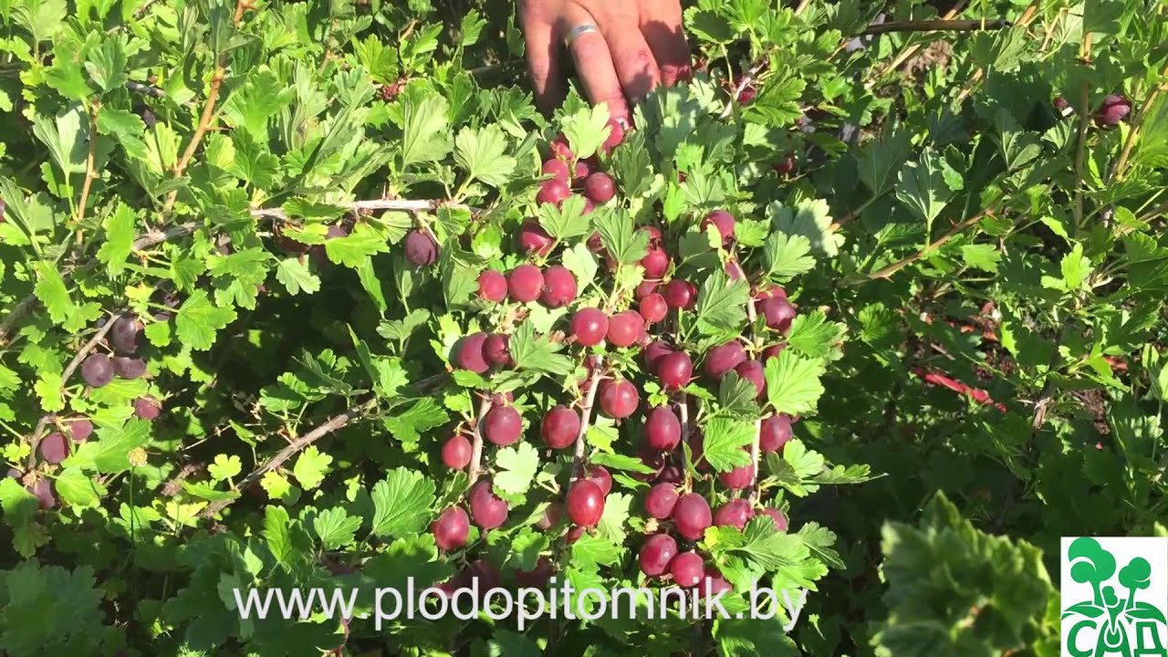 Превью видео