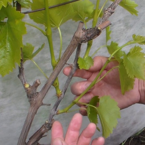 зачем обрезать виноград.jpg