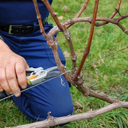 обрезка винограда.jpg