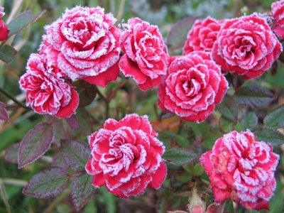 Морозостойкие розы.jpeg