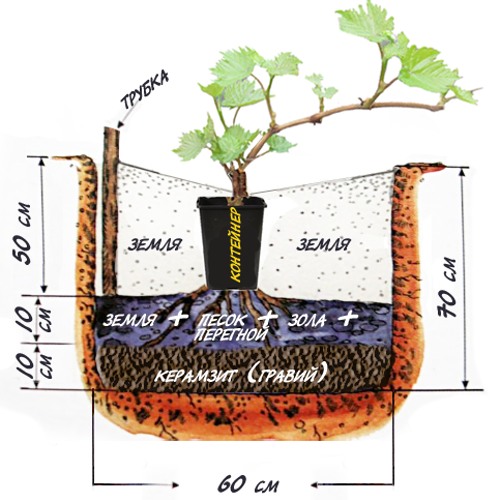 схема посадки саженца винограда.jpg