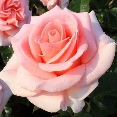 Роза ФАННИ АРДАН