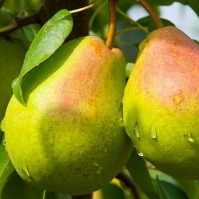 Груша ФЛЕЙТА в Самохваловичи