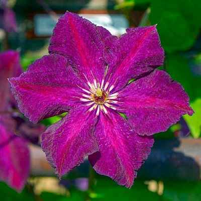 Клематис ГРЮНВАЛЬД в Самохваловичи