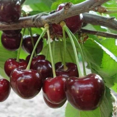 Черешня САММИТ в Самохваловичи