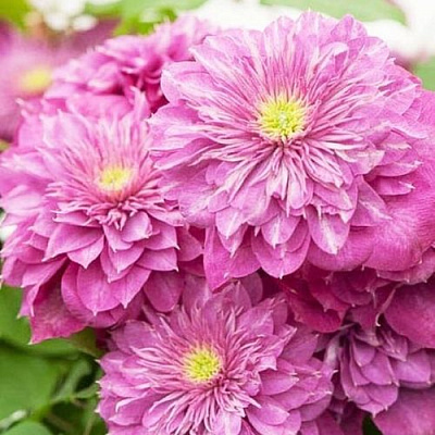 Клематис КАЙЗЕР в Самохваловичи