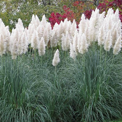 Кортадерия белая (пампасная трава) в Самохваловичи