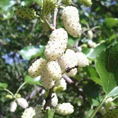 Шелковица БЕЛАЯ МЕДОВАЯ в Самохваловичи